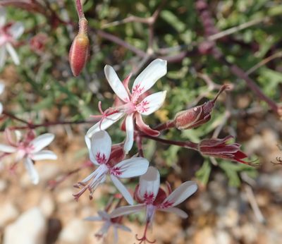 Pelargonium crithmifolium, photographed by Peter Warren