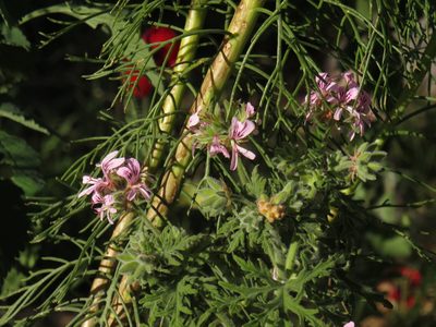 Pelargonium graveolens, photographed by Jeremy Gilmore