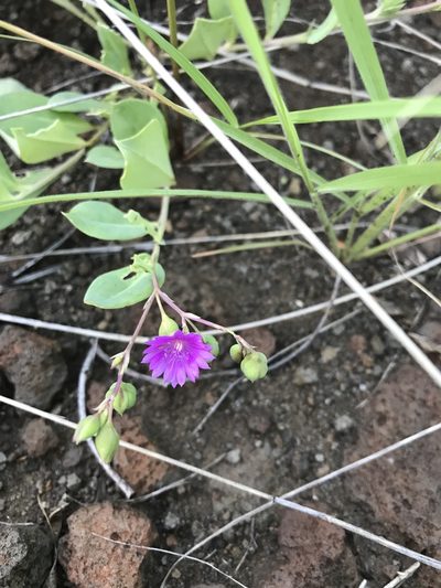 Corbichonia decumbens, photographed by rosshawkins