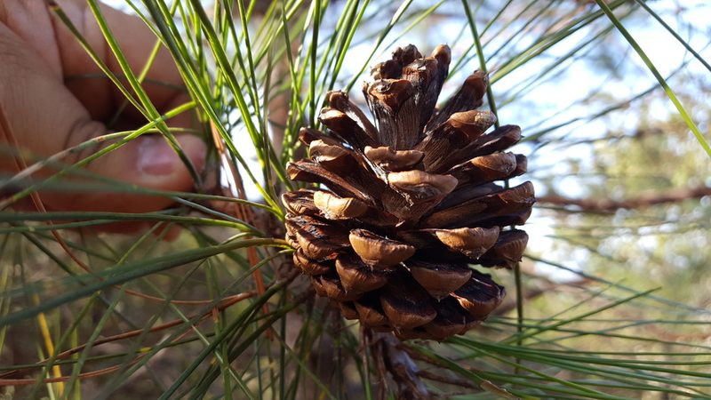Pinus teocote, photographed by Eugenio Padilla