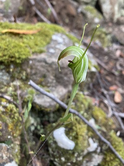 Pterostylis decurva, photographed by krumpianking