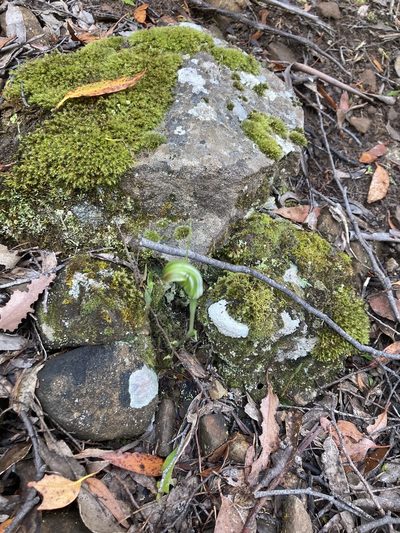 Pterostylis decurva, photographed by krumpianking