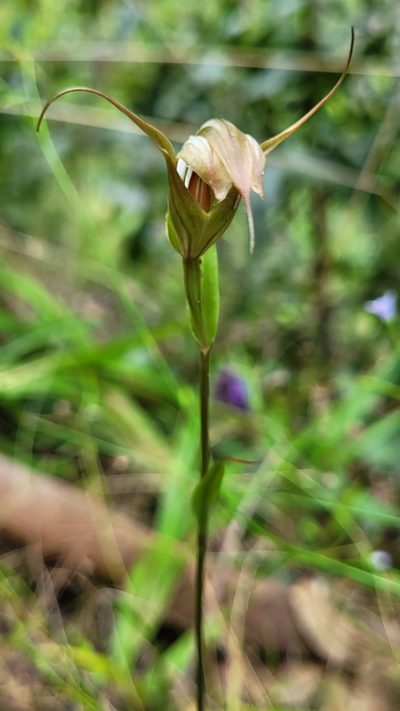 Pterostylis reflexa, photographed by Eamonn Culhane