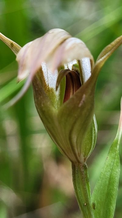 Pterostylis reflexa, photographed by Eamonn Culhane