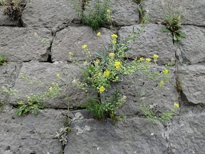 Aurinia sinuata, photographed by Flora_DUMO