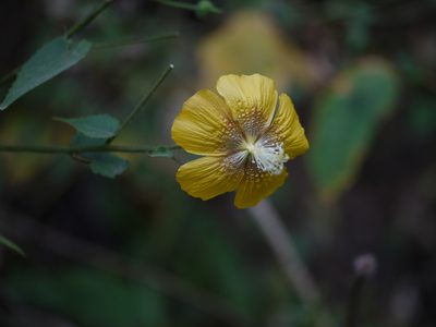 Abutilon persicum, photographed by Dinesh Valke