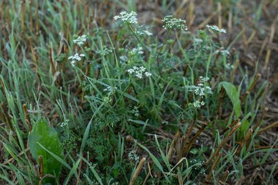 Aethusa cynapium, photographed by Tim Johnson