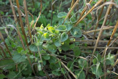 Kickxia spuria, photographed by Tim Johnson