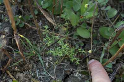 Euphorbia exigua, photographed by Tim Johnson