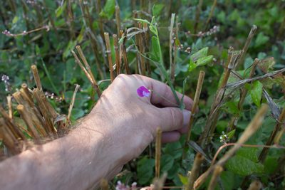 Lathyrus hirsutus, photographed by Tim Johnson