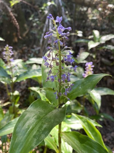 Pollia macrophylla, photographed by prossington