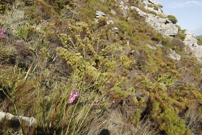 Thesium strictum, photographed by Tony Rebelo