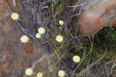 Edmondia sesamoides, photographed by Tony Rebelo