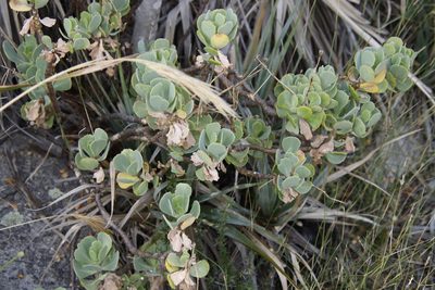 Othonna dentata, photographed by Tony Rebelo