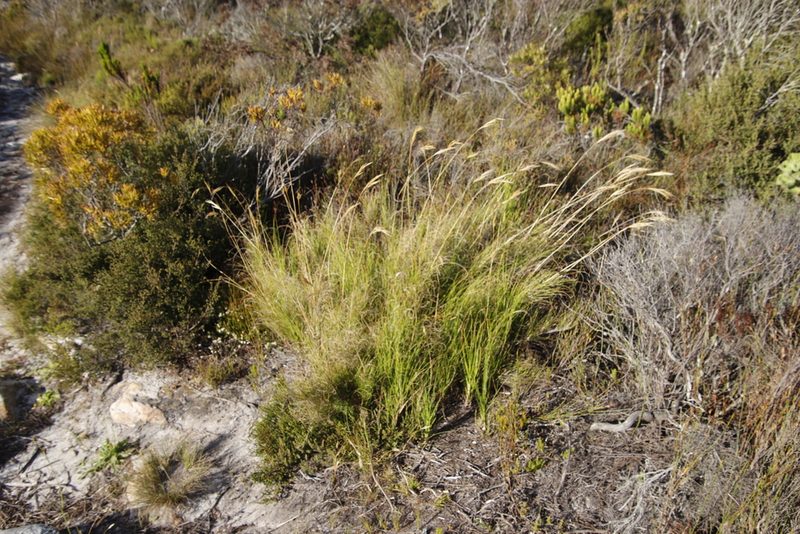 Pseudopentameris macrantha, photographed by Tony Rebelo