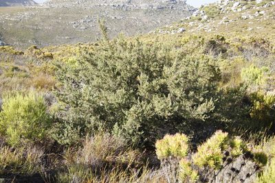Cliffortia ruscifolia, photographed by Tony Rebelo