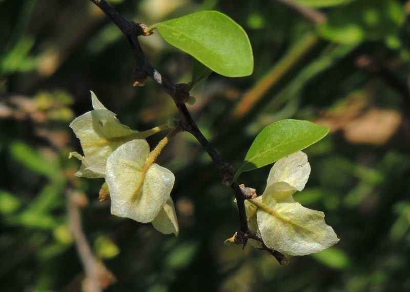 Bougainvillea campanulata, photographed by Hugo Hulsberg