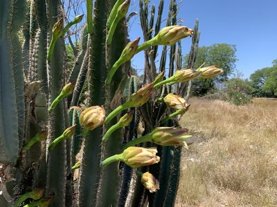 Cereus jamacaru, photographed by Dave Richardson