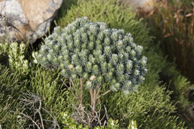 Xiphotheca fruticosa, photographed by Tony Rebelo