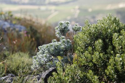 Xiphotheca fruticosa, photographed by Tony Rebelo