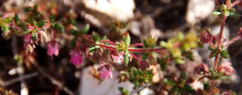 Erica planifolia, photographed by Tony Rebelo