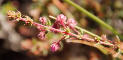 Erica planifolia, photographed by Tony Rebelo