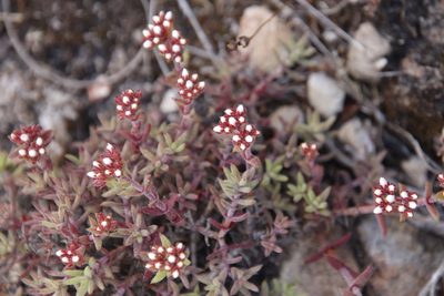 Crassula pruinosa, photographed by Tony Rebelo