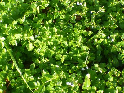 Clinopodium brownei, photographed by kcthetc1