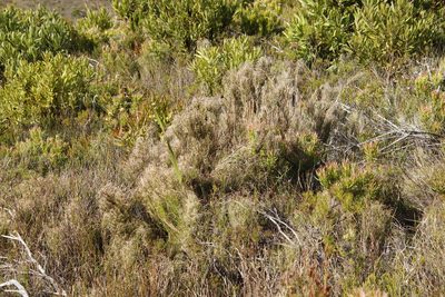 Pseudopentameris macrantha, photographed by Tony Rebelo