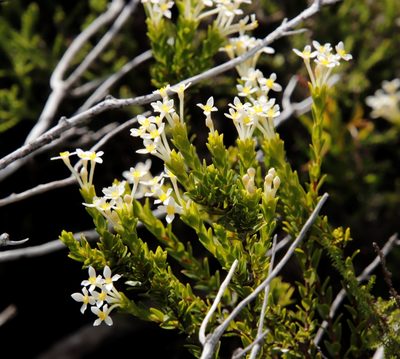 Gnidia tomentosa, photographed by Tony Rebelo
