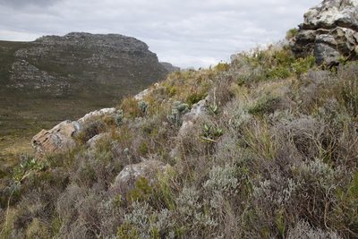 Xiphotheca fruticosa, photographed by Tony Rebelo