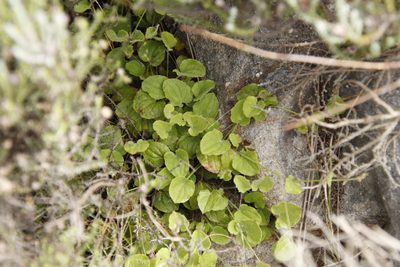 Centella villosa, photographed by Tony Rebelo