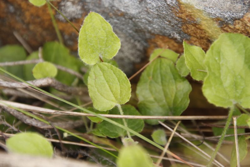 Centella villosa, photographed by Tony Rebelo