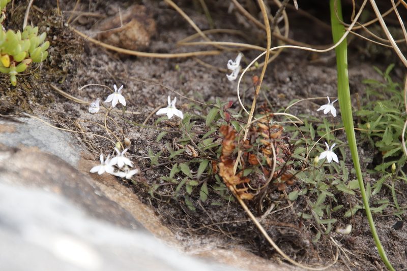 Lobelia pubescens, photographed by Tony Rebelo