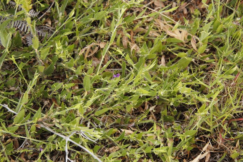 Psoralea asarina, photographed by Tony Rebelo