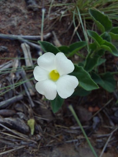 Thunbergia neglecta, photographed by Manuel R Popp