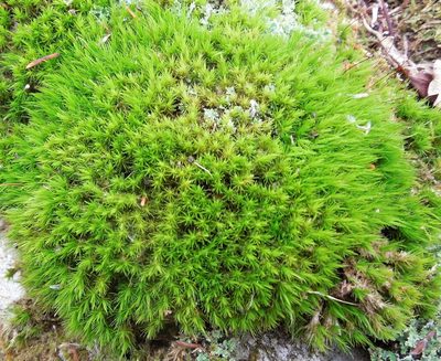 Dicranum viride, photographed by Michael