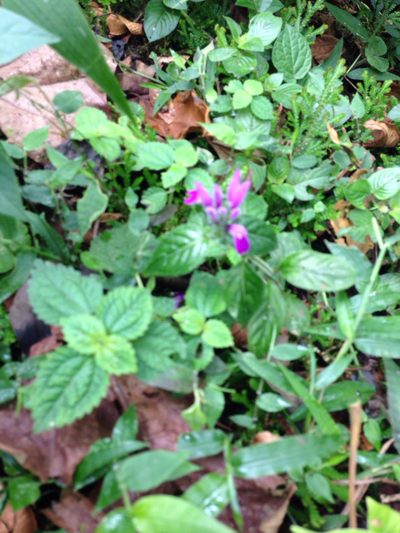 Justicia brenesii, photographed by naturalist charlie
