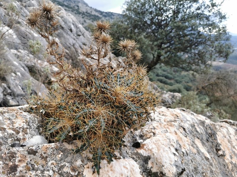 Ptilostemon hispanicus, photographed by Thor-Rune Hansen
