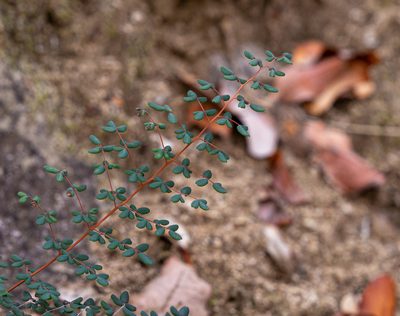 Pellaea myrtillifolia, photographed by Nicolás Villaseca Merino