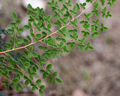 Pellaea myrtillifolia, photographed by Nicolás Villaseca Merino