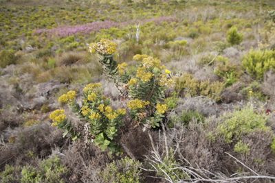 Senecio rigidus, photographed by Tony Rebelo