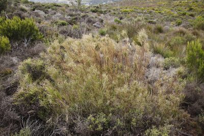 Pseudopentameris macrantha, photographed by Tony Rebelo