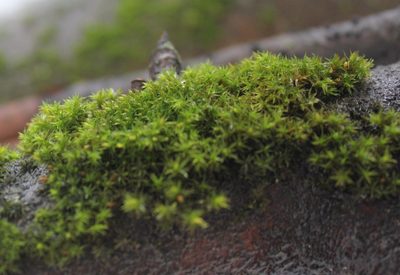 Lewinskya elegans, photographed by Daria