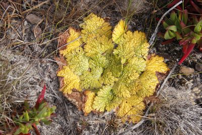 Arctopus echinatus, photographed by Tony Rebelo