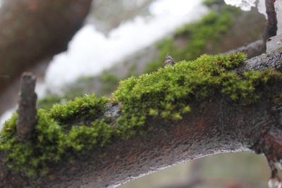 Lewinskya elegans, photographed by Daria