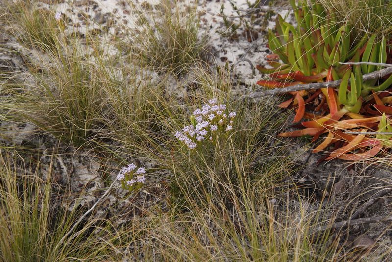 Pseudoselago spuria, photographed by Tony Rebelo