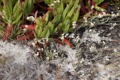 Helichrysum indicum, photographed by Tony Rebelo