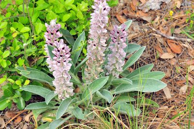 Lupinus villosus, photographed by Tom Kennedy