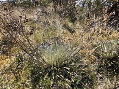 Espeletia argentea, photographed by Loren Cassin Sackett